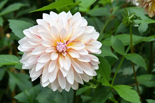 Floração Rosa Pálido White Decorativo Duplo Dálias Com Pétalas Largas — Fotografia de Stock