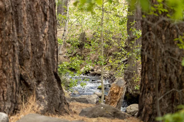 Beau Paysage Sentier Thomas Creek — Photo