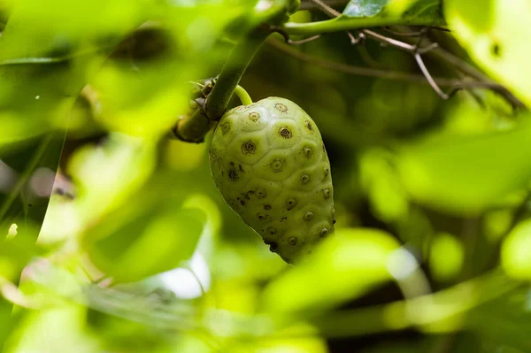 Primo Piano Noni Crudo Che Cresce Ramo Verde Albero — Foto Stock