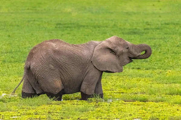 Stado Słoni Pijących Bagnach Afryki Parku Amboseli Kenii — Zdjęcie stockowe