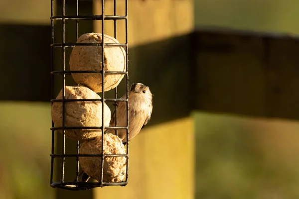 Long Tailed Tit Aegithalos Caudatus Perched Suet Bird Feeder — стоковое фото