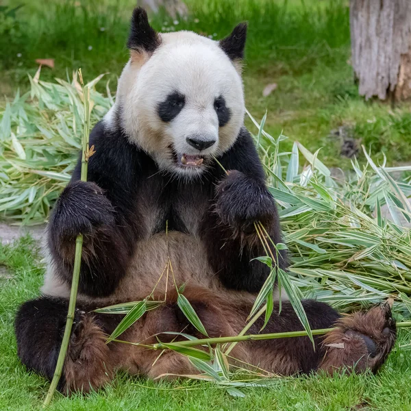 Młoda Olbrzymia Panda Jedząca Bambus Trawie Portret — Zdjęcie stockowe