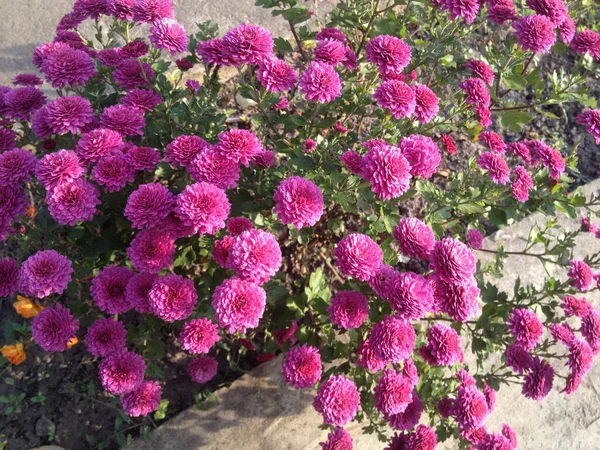 Flores Astra Dia Verão — Fotografia de Stock