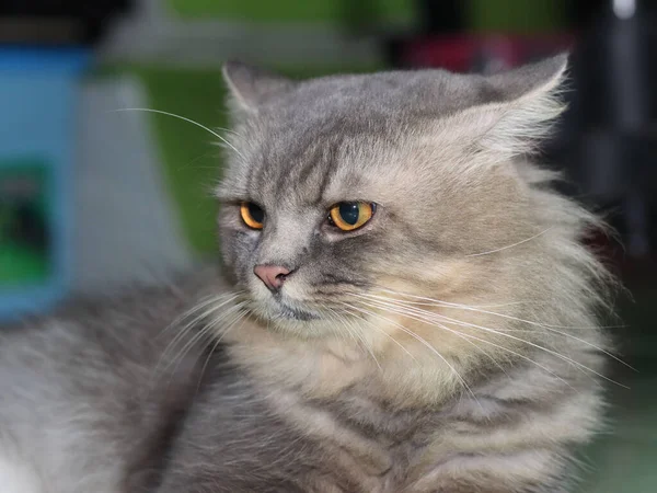 Primo Piano Gatto Grigio Con Gli Occhi Arancioni Sdraiati Guardando — Foto Stock