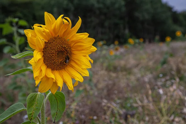 Eine Selektive Fokusaufnahme Einer Sonnenblume Die Auf Dem Feld Blüht — Stockfoto