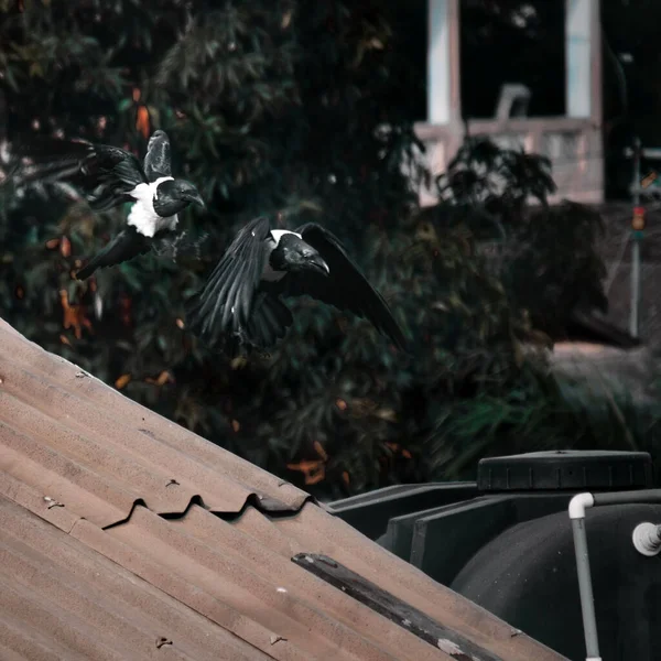 Belo Tiro Dois Piebald Ravens Voando Junto Com Árvore Fundo — Fotografia de Stock