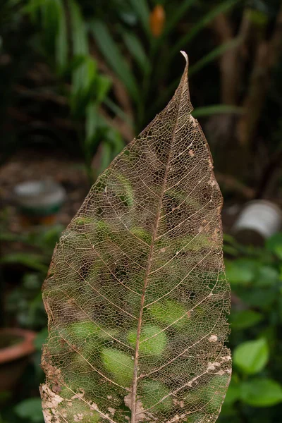 Gros Plan Vertical Une Feuille Transparente Sèche — Photo