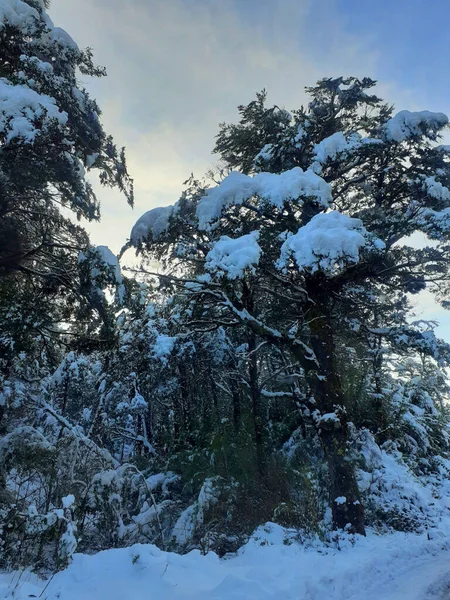 stock image A vertical shot of evergreen trees covered with snow in Antillanca Center Sky, Puyehue National Park, Chile