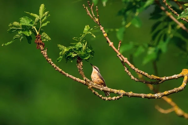 Euraziatische Nuthatch Sitta Europaea Tak — Stockfoto