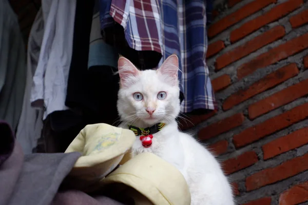 Closeup Portrait White Cat Looking Camera Sitting Pile Clothes — Stock Photo, Image