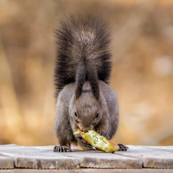 Tiro Perto Esquilo Cinzento Oriental Comendo Pão — Fotografia de Stock