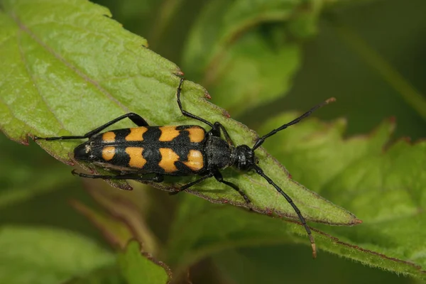 Closeup on the Four-banded Longhorn Beetle, Leptura quadrifasciata sitting on a green leaf in the field