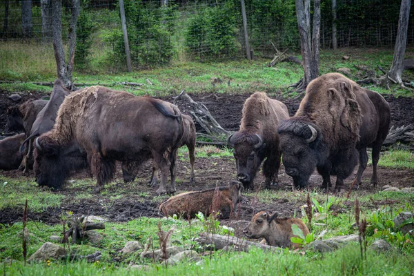 Několik Dřevěných Bisonů Buvol Lesní Bizon Bizon Athabascae Pást Trávu — Stock fotografie