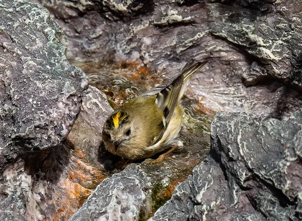 Een Oppere Bezichtiging Van Een Piepkleine Goudkam Regulus Regulus Zangvogel — Stockfoto