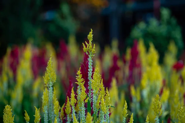 セロシア アルゼンテ ヴァール 緑の葉を持つプルモザ 赤と黄色の花 コピースペース 選択的なフォーカスを持つ背景に最適です — ストック写真