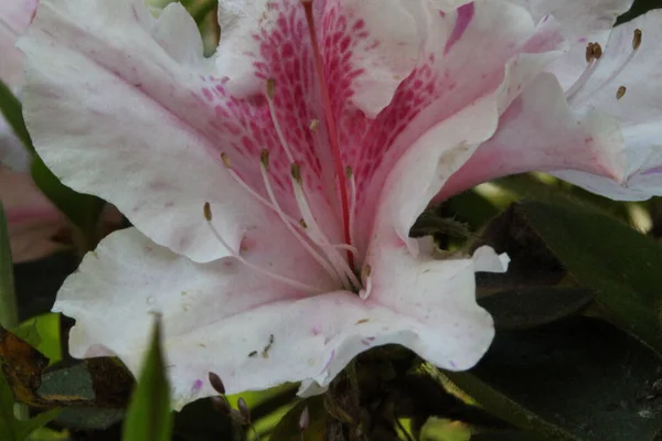 Панорамный Макроснимок Красиво Цветущего Розового Белого Азимута Цветка Саду — стоковое фото