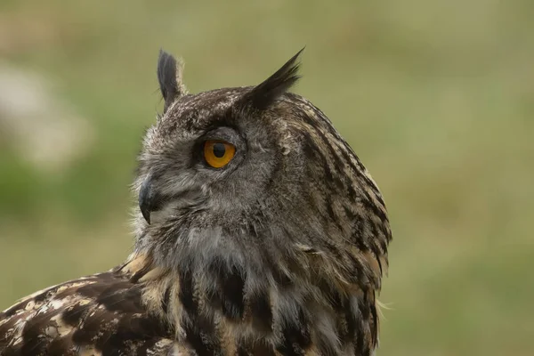 An orange-eyed Eurasian eagle-owl (Bubo bubo) looking left on a blurry green background