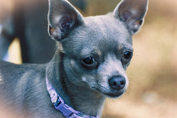 Gros Plan Chihuahua Mignon Avec Regard Sérieux Collier — Photo
