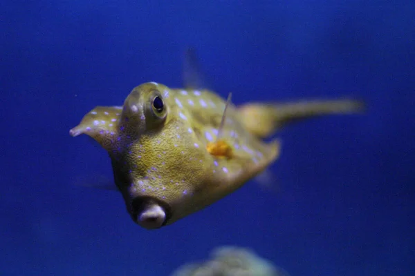 Närbild Longhorn Cowfish Behornade Boxfish Simmar Vattnet — Stockfoto