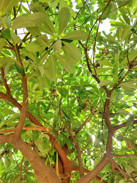 Arbuste Sempervirent Feuillage Vert Foncé Aromatique Forme Dressée Des Fleurs — Photo