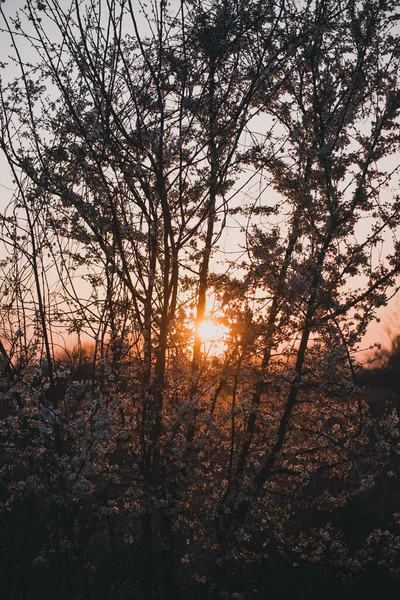Eine Wunderschöne Baumlandschaft Sonnenuntergang Osijek Kroatien — Stockfoto