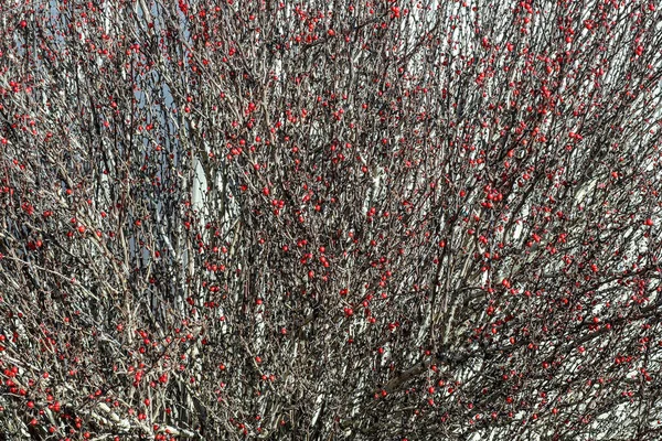 Closeup Shot Bush Red Berries Garden — Stock Photo, Image