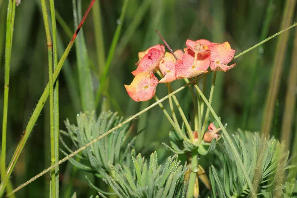 Tiro Seletivo Foco Flores Alaranjadas Molhadas Amarelas Holmskioldia Com Folhas — Fotografia de Stock