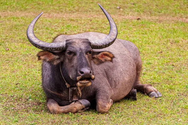 Çayırda Yatan Vahşi Bir Bufalo — Stok fotoğraf