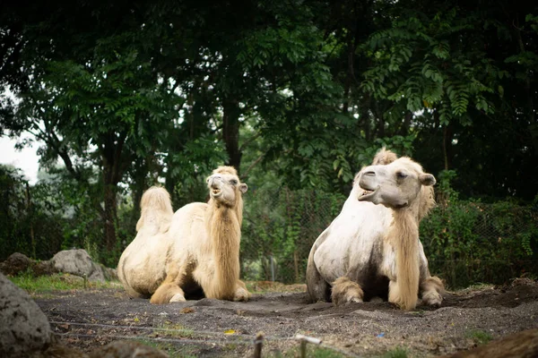 两个成熟的骆驼躺在地上的美丽景色 — 图库照片