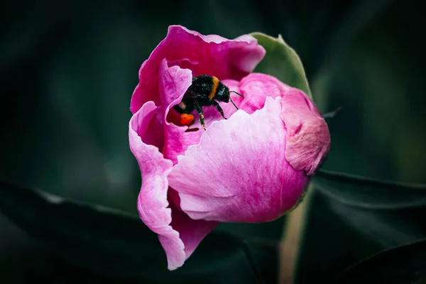 Eine Nahaufnahme Einer Hummel Die Pollen Einer Rosa Pfingstrosenblüte Auf — Stockfoto