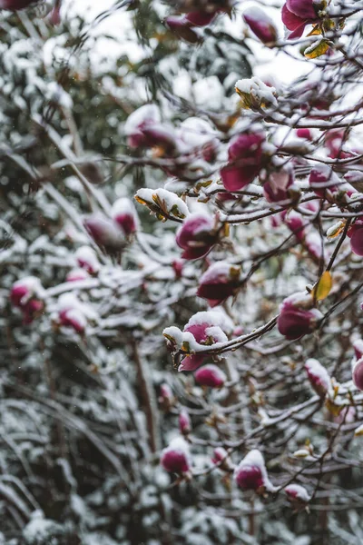 Seletivo Flores Cobertas Neve Dia Primavera — Fotografia de Stock