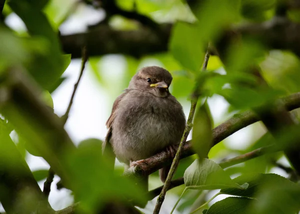 Een Baby Mus Zit Een Appelboom Het Voorjaar — Stockfoto