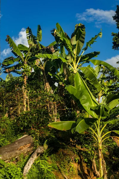 Прекрасная Органическая Банановая Плантация Перуанских Джунглях — стоковое фото