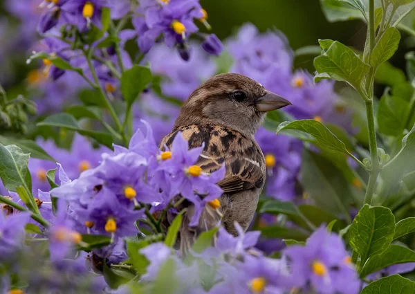 一只家养麻雀的特写镜头 过路的家养麻雀 躲在紫罗兰花后面 很可爱 — 图库照片