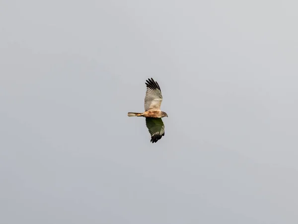 Західний Борсук Літає Сірим Небом Задньому Плані — стокове фото