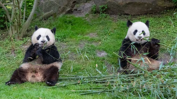 Dev Pandalar Ayı Pandalar Yavru Panda Annesi Bambu Yiyor — Stok fotoğraf