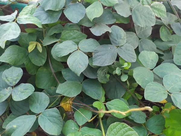 Primer Plano Hojas Verdes Densas Las Ramas Arbusto — Foto de Stock