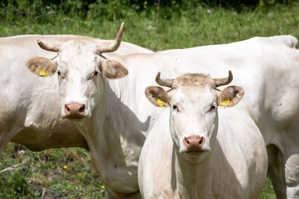 Número Vacas Brancas Uma Área Rural Tempo Ensolarado — Fotografia de Stock