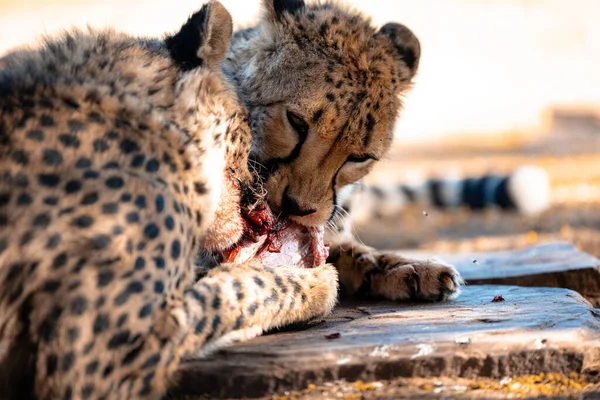 Detailní Záběr Krásných Gepardů Ležících Zemi Namibii — Stock fotografie