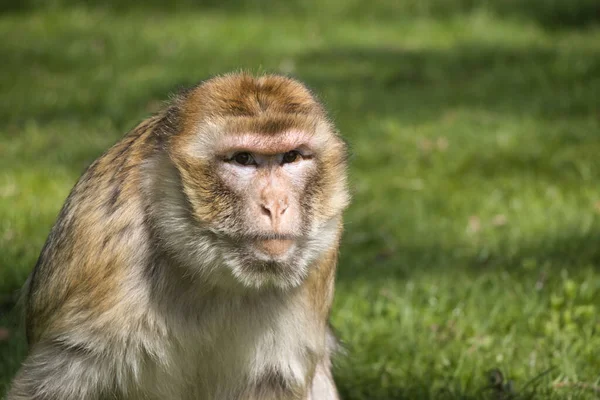 Closeup Shot Monkey Park Blurred Background Stock Picture