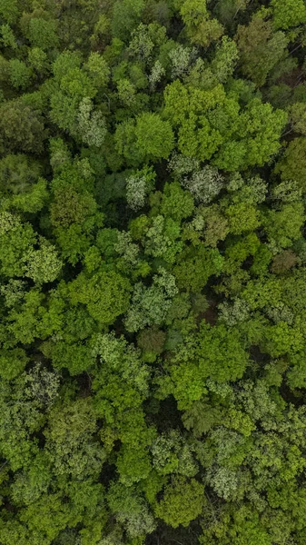 Aerial Top Video Forest Poconos Stock Picture