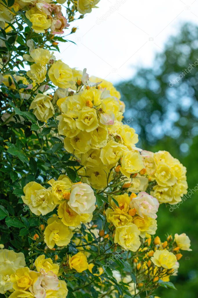 A selective focus of yellow Roses in a park