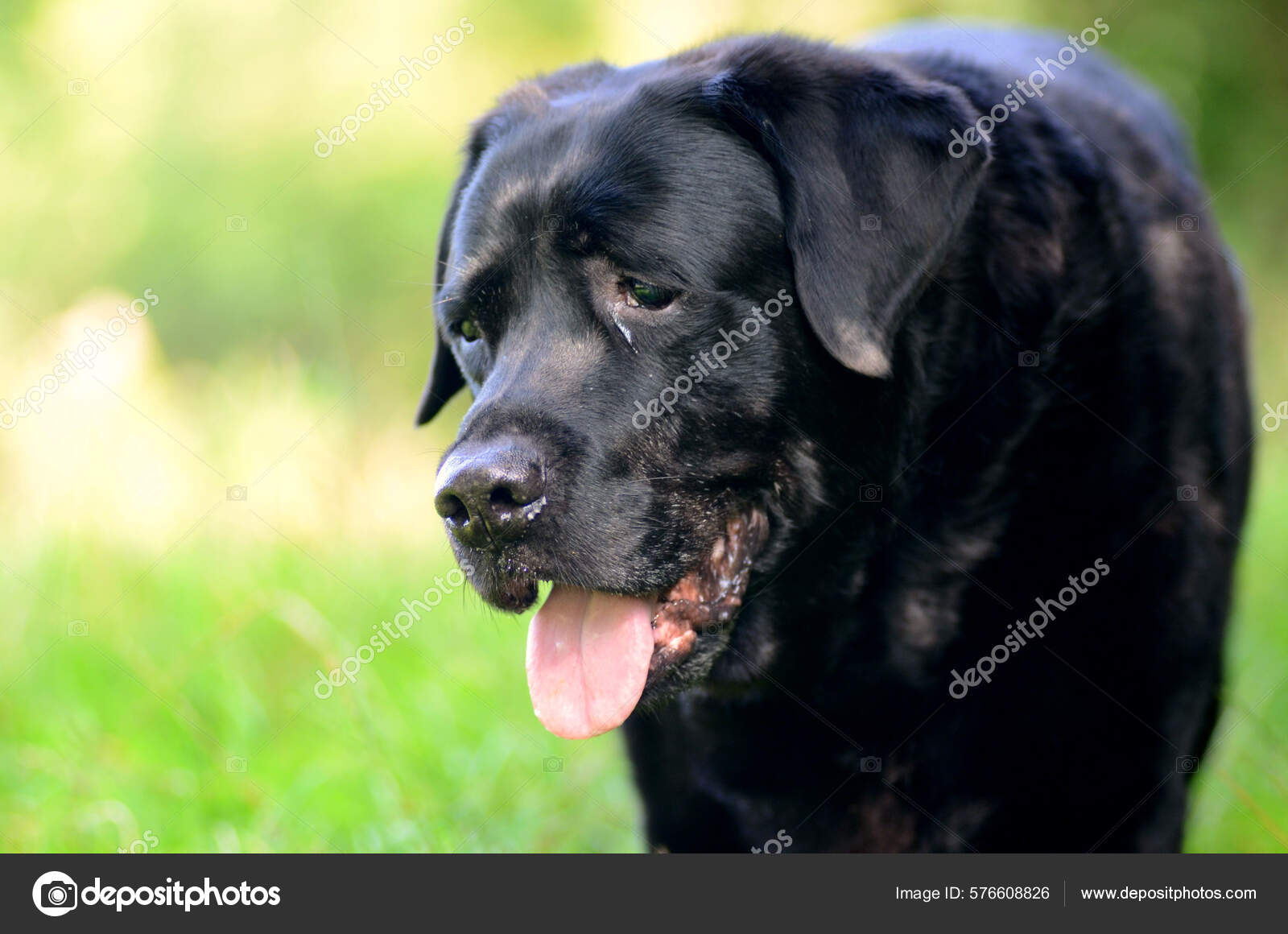 Soft Focus Sad Black Labrador Retriever Field Stock Photo by
