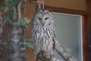 Güzel bir baykuş bir evin yakınındaki ağaca tünemiş.