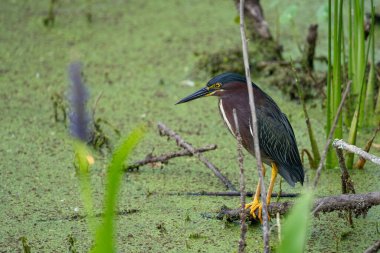 Bir kütüğün üzerine tünemiş yeşil balıkçıl (Butorides virescens) seçici bir odak çekimi