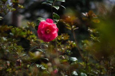 Pembe Kamelya Sasanqua Çiçeği Açtı