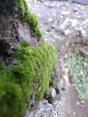 Şehir merkezindeki bir ağaç gövdesine seçici bir yosun fotoğrafı.