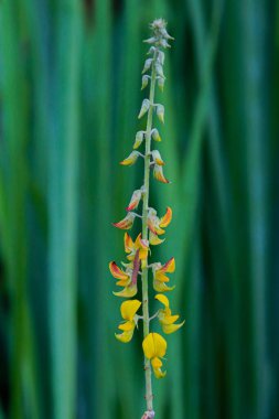 Verbascum gnaphalodes bitkisinin dikey görüntüsü. Arkaplanı bulanık renkli çiçeklerle dolu.