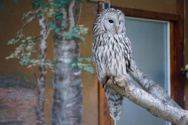 Güzel bir baykuş bir evin yakınındaki ağaca tünemiş.