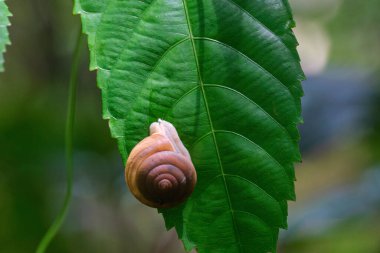 Gündüz vakti yaprağın üzerinde salyangoz resmi..
